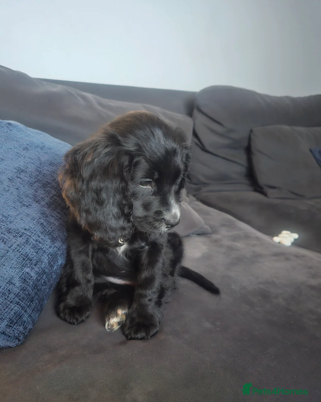 Cocker Spaniel dogs for sale: 9 Week Cocker Spaniel Girl for SALE - Advert 1