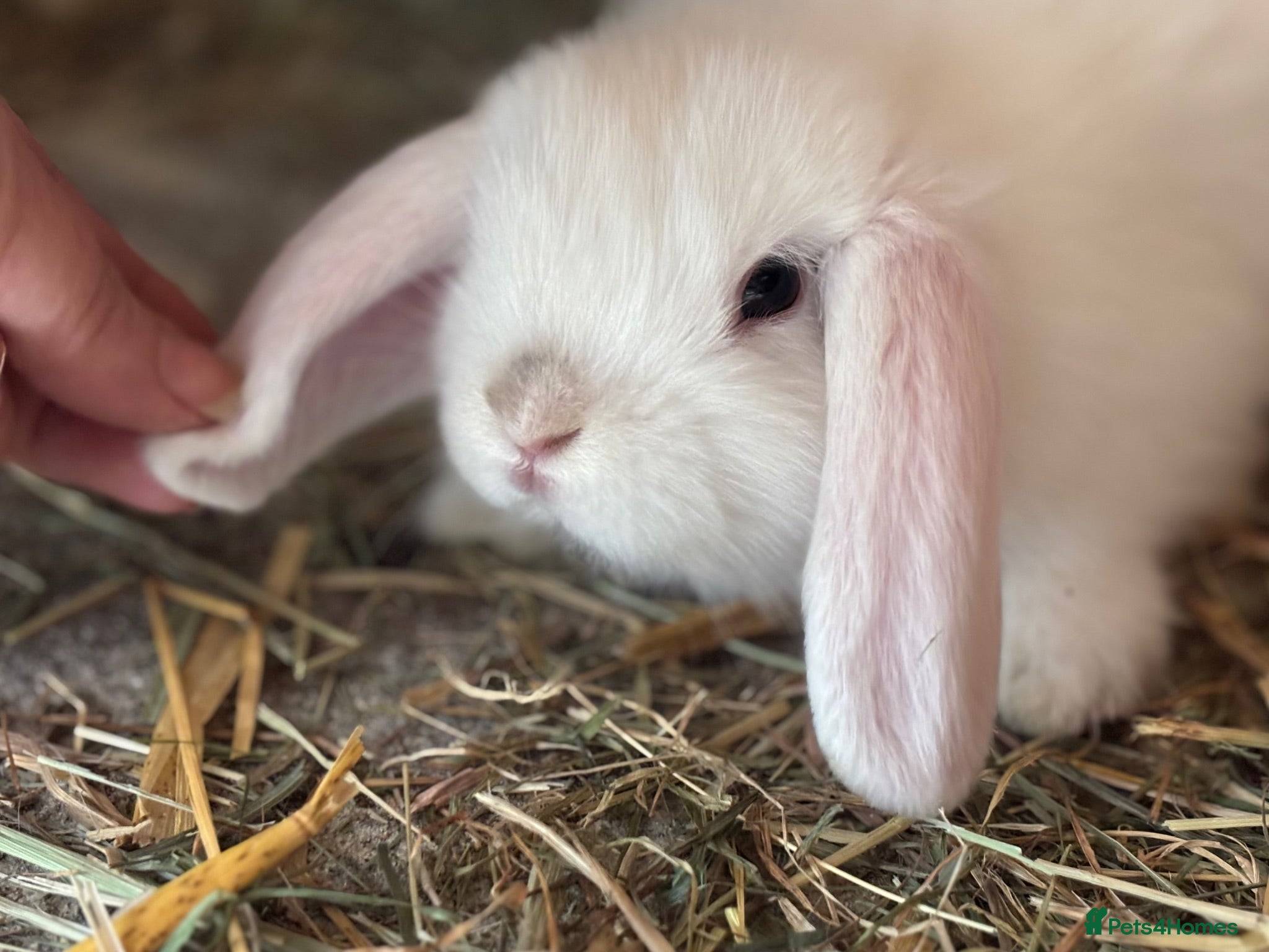 Mini Lop rabbits Beautiful baby mini lops - Advert 2
