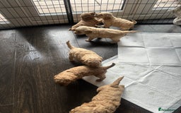 Labradoodle dogs for sale: Beautiful labradoodles for Sale  in Stoke-on-Trent - Image 6