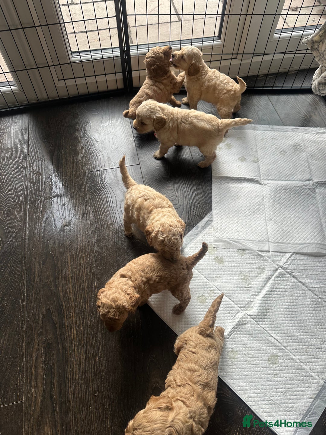 Labradoodle dogs for sale: Beautiful labradoodles for Sale  in Stoke-on-Trent - Image 6