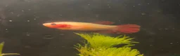 Bettas fish for sale: Beautiful bettas ready to go!  - Advert 6