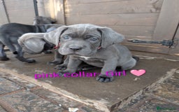 Cane Corso dogs for sale: Cane corso puppies.. - Image 11
