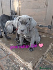 Cane Corso Puppy 8