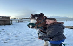 Welsh Section A horses for sale: Kids pony  - Image 6