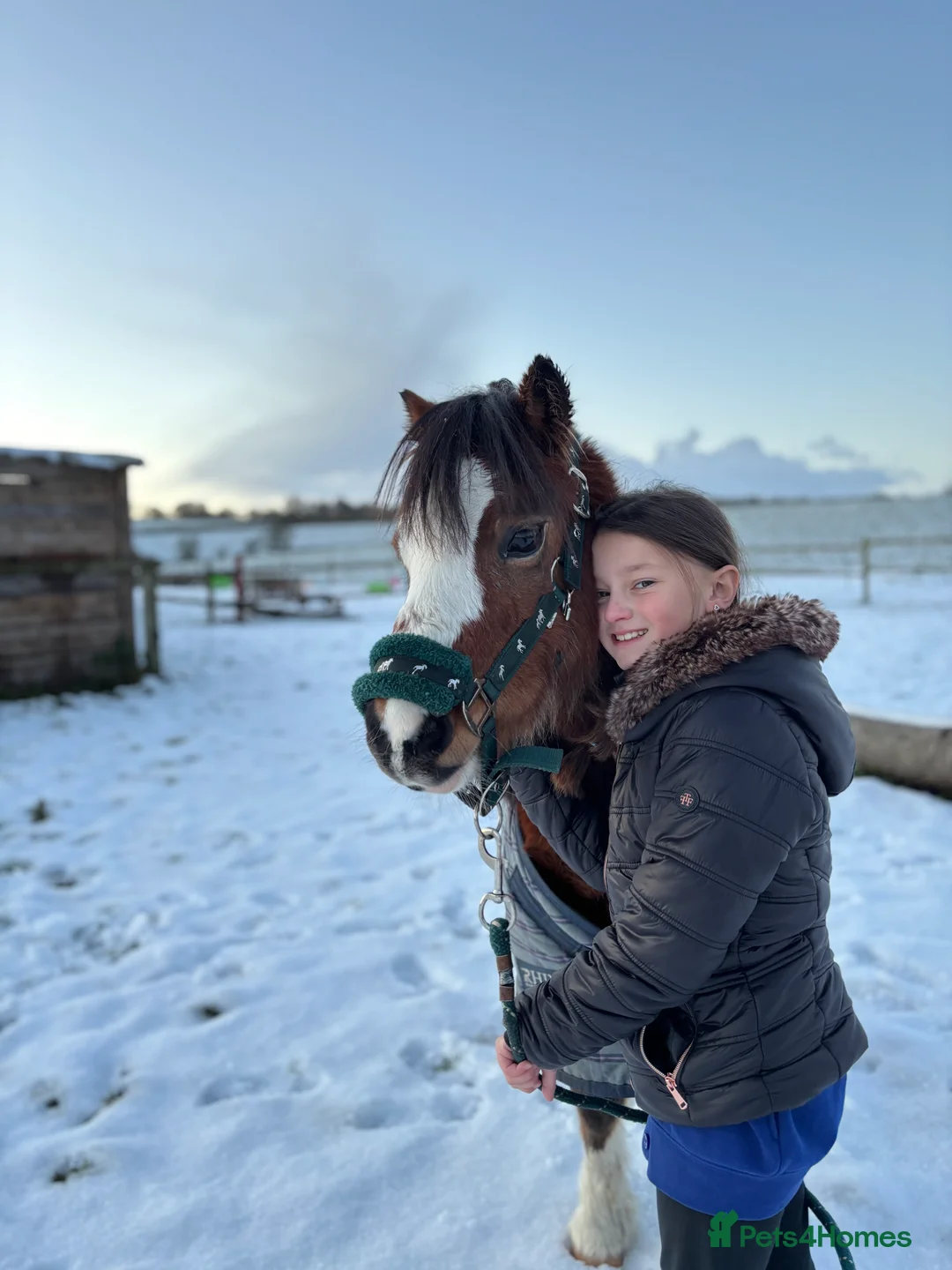 Welsh Section A horses for sale: Kids pony  - Advert 6