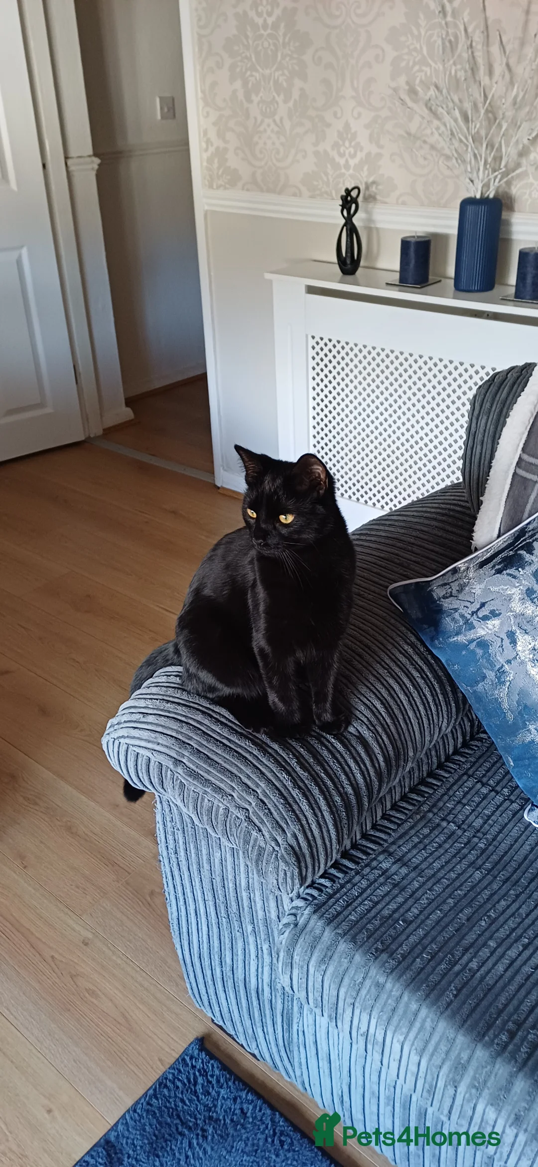 Mixed Breed cats for sale: Beautiful female cat  - Advert 2