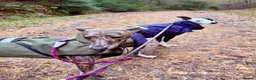 Whippet dogs for sale: Whippet puppies  - Advert 22
