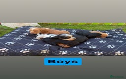 Cocker Spaniel dogs for sale: Cocker spaniel puppies - Image 7