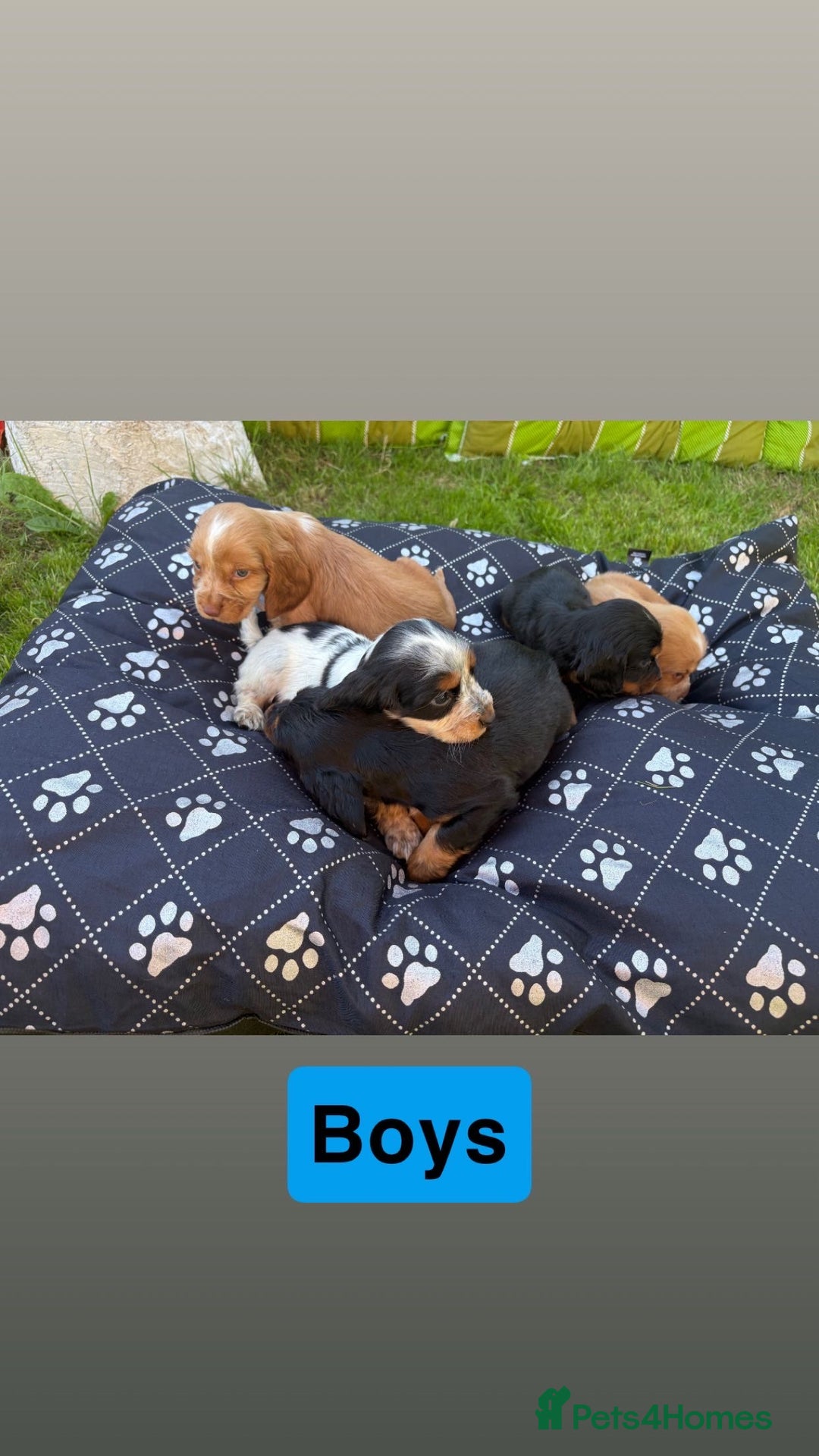 Cocker Spaniel dogs for sale: Cocker spaniel puppies - Image 7