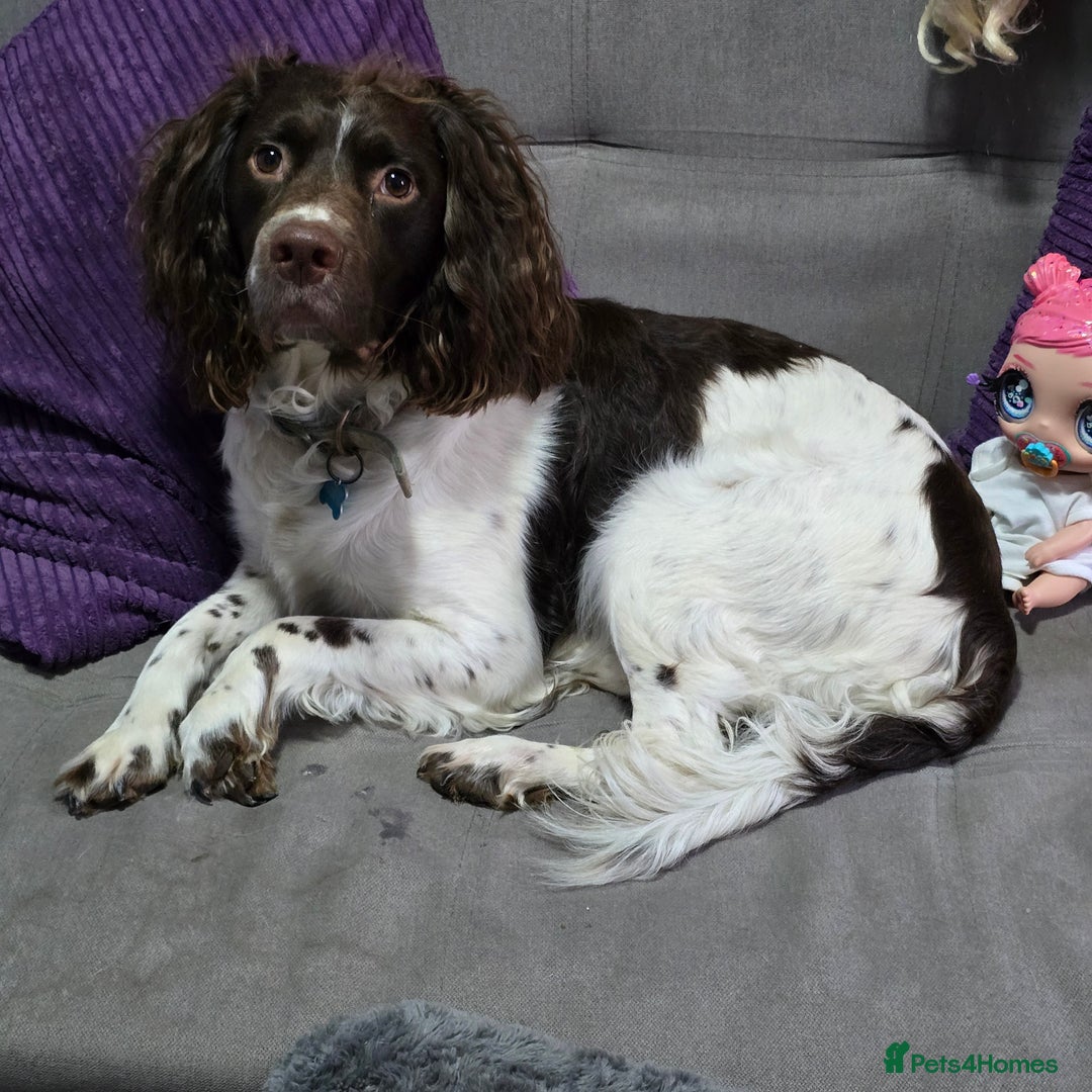 English Springer Spaniel dogs for sale: Stunning Pedigree Registered Pups - Image 14