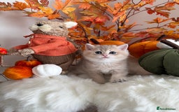 British Shorthair cats for sale: Blue Golden British Shorthair - Image 1