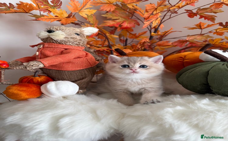 British Shorthair cats - Advert 8