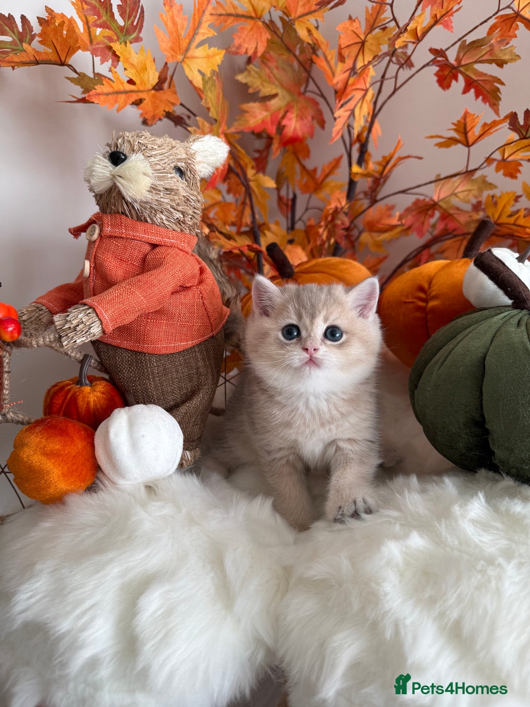 British Shorthair cats for sale: Blue Golden British Shorthair - Image 1