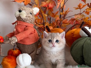 British Shorthair cats - Advert 9