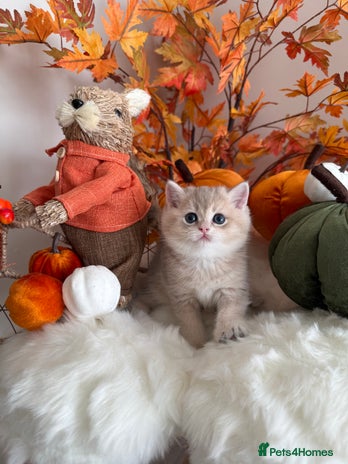 British Shorthair cats - Advert 12