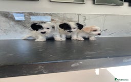 Jackapoo dogs for sale: Jackapoo puppies mini poodle very small - Image 1