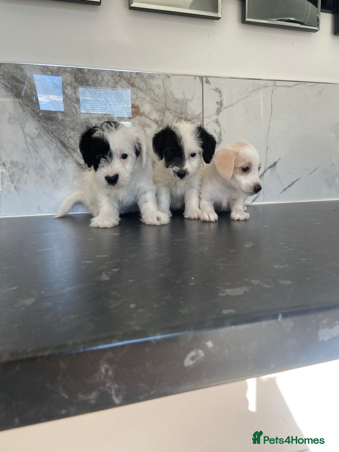 Jackapoo dogs for sale: Jackapoo puppies mini poodle very small - Image 1