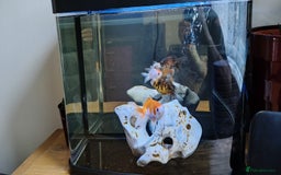 Goldfish fish for sale: Gold fish (4) - Image 1