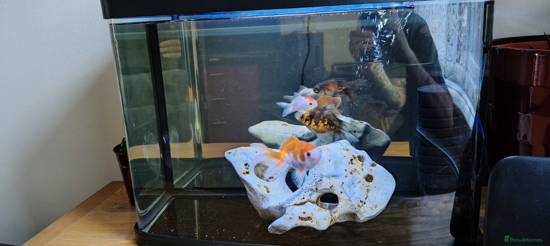 Goldfish fish for sale: Gold fish (4) - Image 1