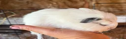 Guinea Pig rodents for sale: Beautiful sow - Advert 2