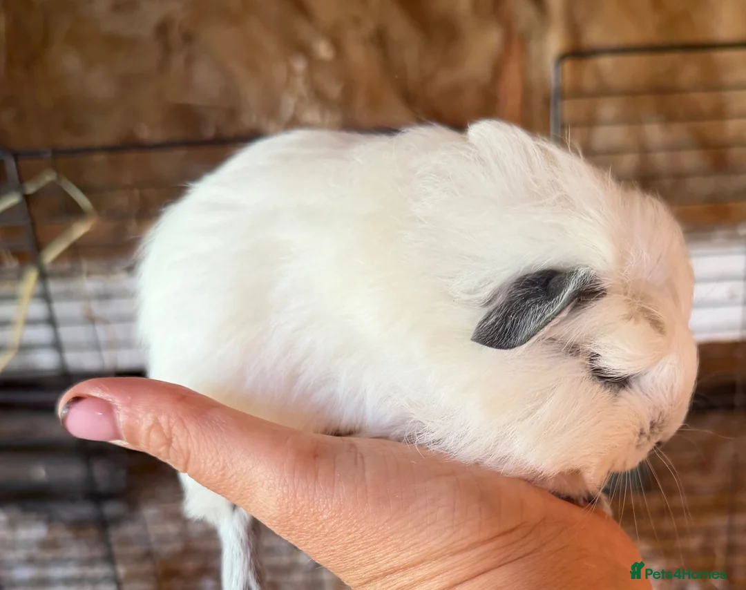 Guinea Pig rodents for sale: Beautiful sow - Advert 2