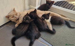 British Shorthair cats for sale: Black british shorthair mix - Image 7