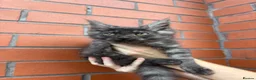 Maine Coon cats for sale: Mainecoon Kittens - Advert 4