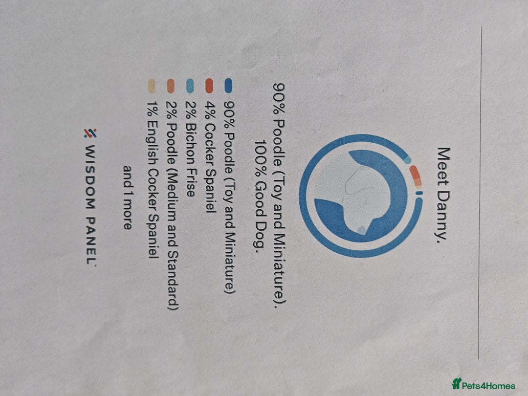 Toy Poodle dogs for stud: For stud Toy-miniature poodle  - Advert 2