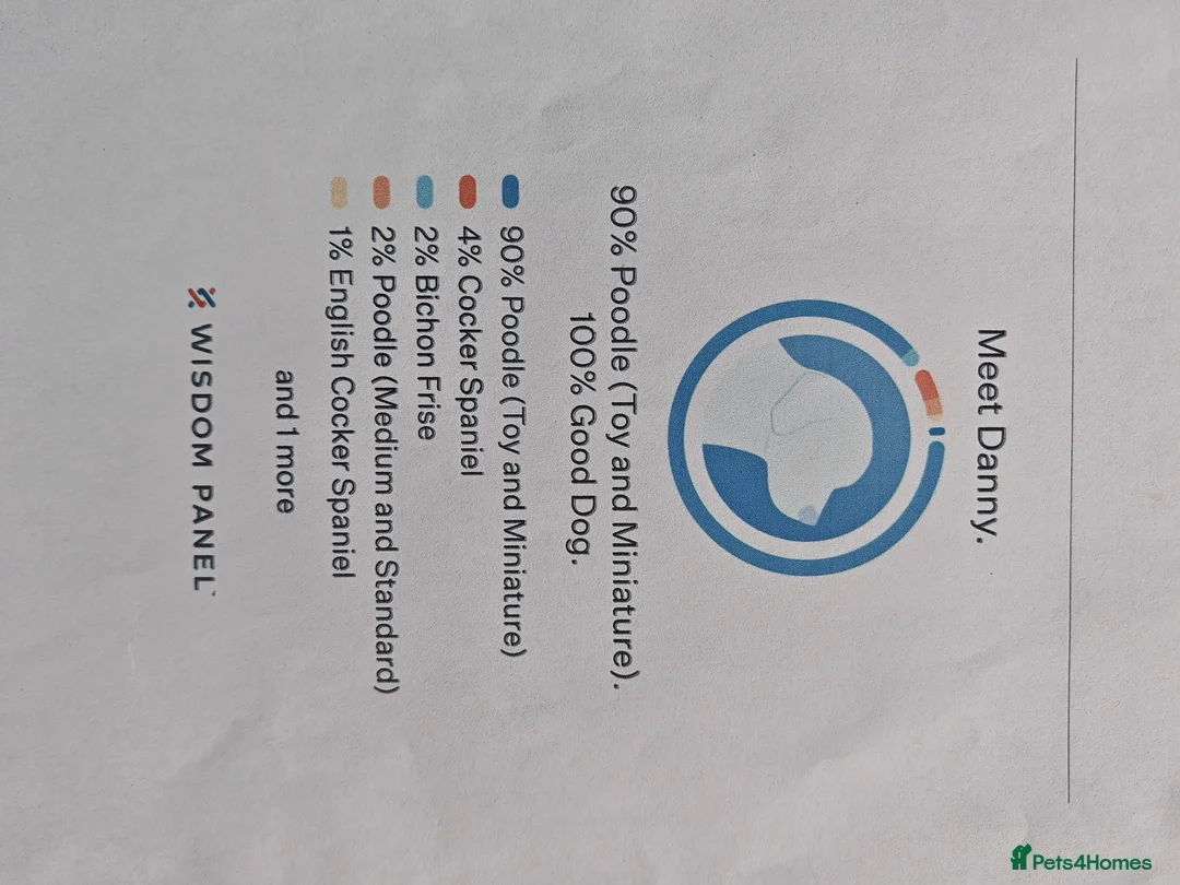 Toy Poodle dogs for stud: For stud Toy-miniature poodle  - Advert 2