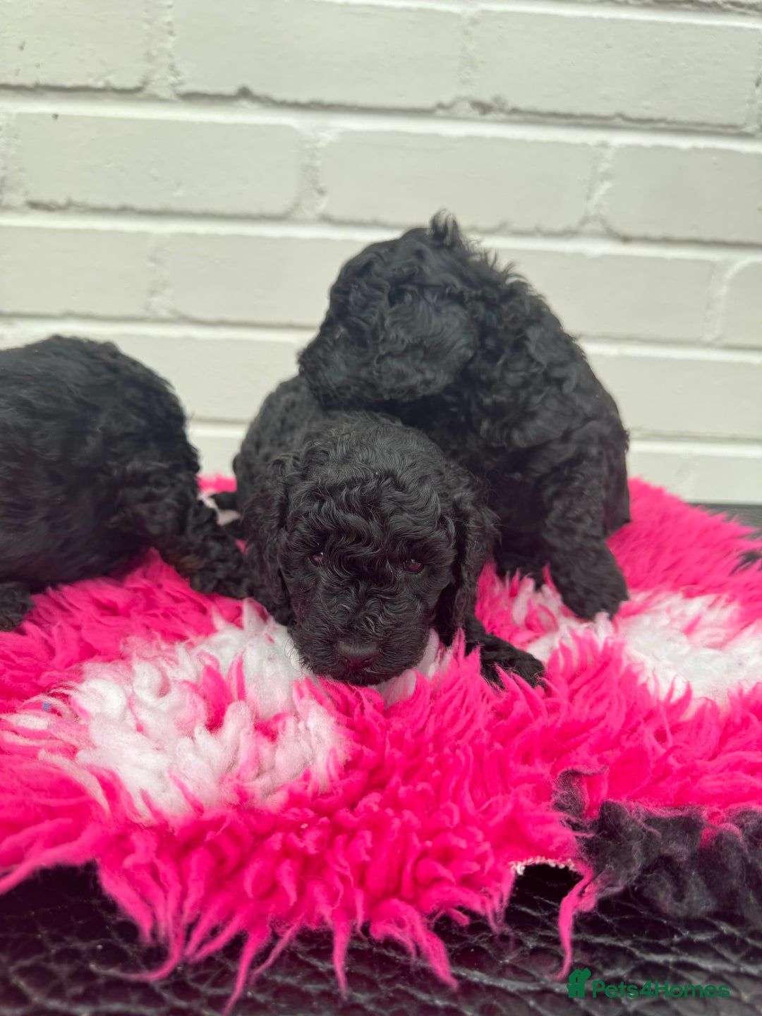 Miniature Poodle dogs for sale: DNA H/Tested Miniature poodle  - Image 3