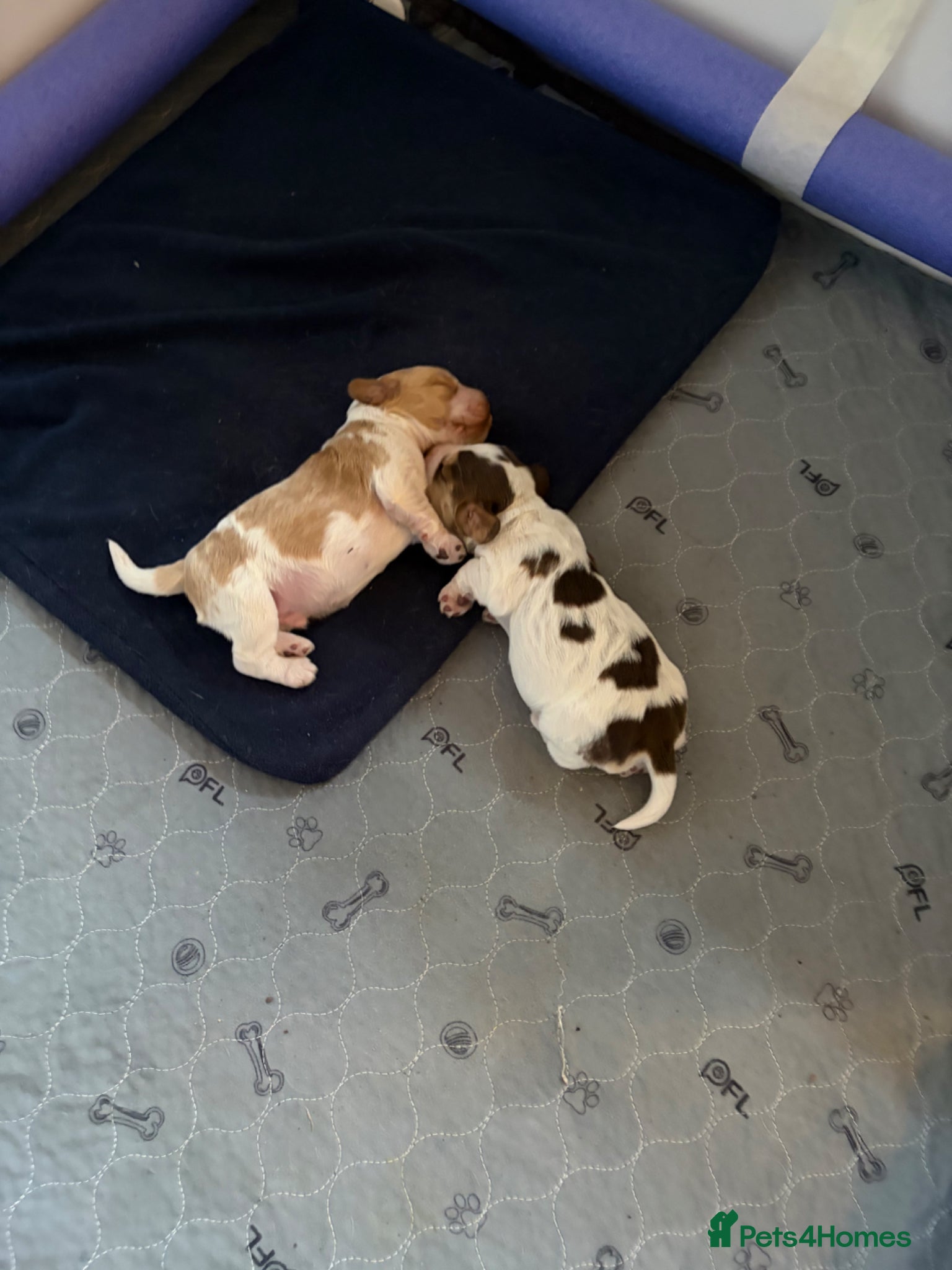 Cocker Spaniel dogs for sale: Lexies little litter  - Advert 4
