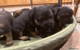Border Terrier dogs for sale: Beautiful Border Terrier puppies. - Advert 3