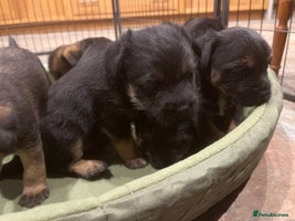 Border Terrier dogs Beautiful Border Terrier puppies. - Advert 3