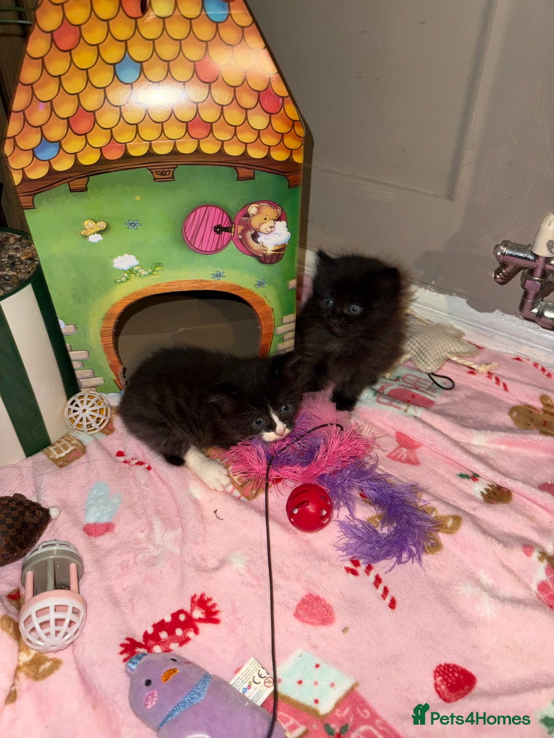 Mixed Breed cats for sale: One beautiful female kitten remaining  - Advert 3