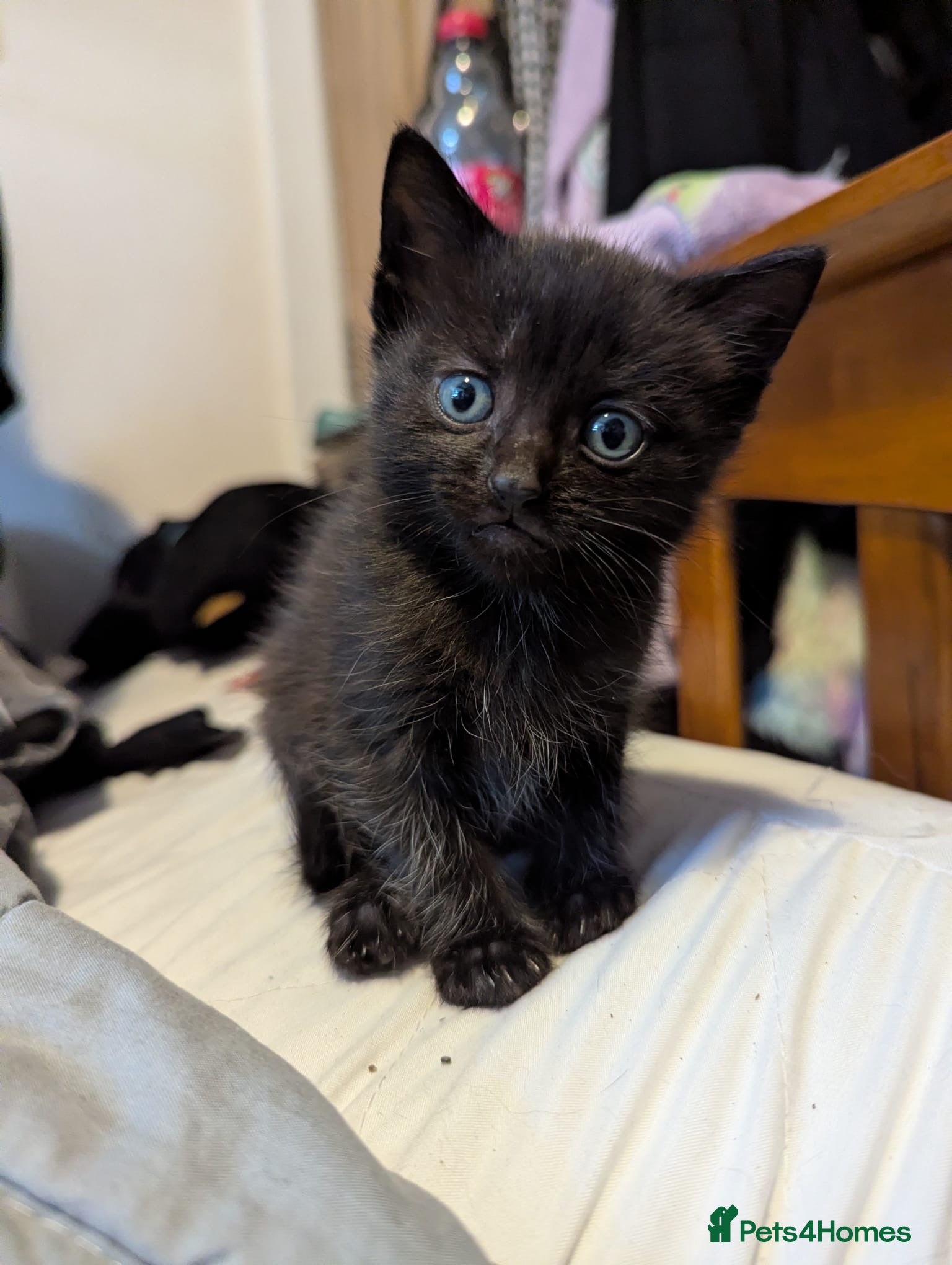 Mixed Breed cats One male and one female kitten  - Advert 16