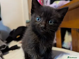 Mixed Breed cats One male and one female kitten - Advert 16