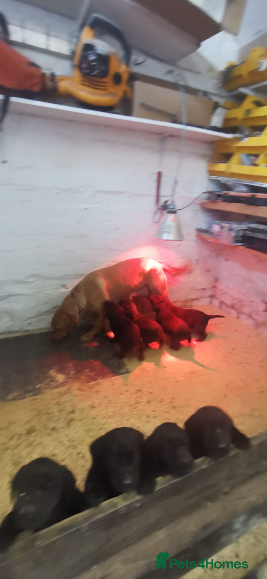 Labrador Retriever dogs for sale: Black labrador puppies  - Advert 8