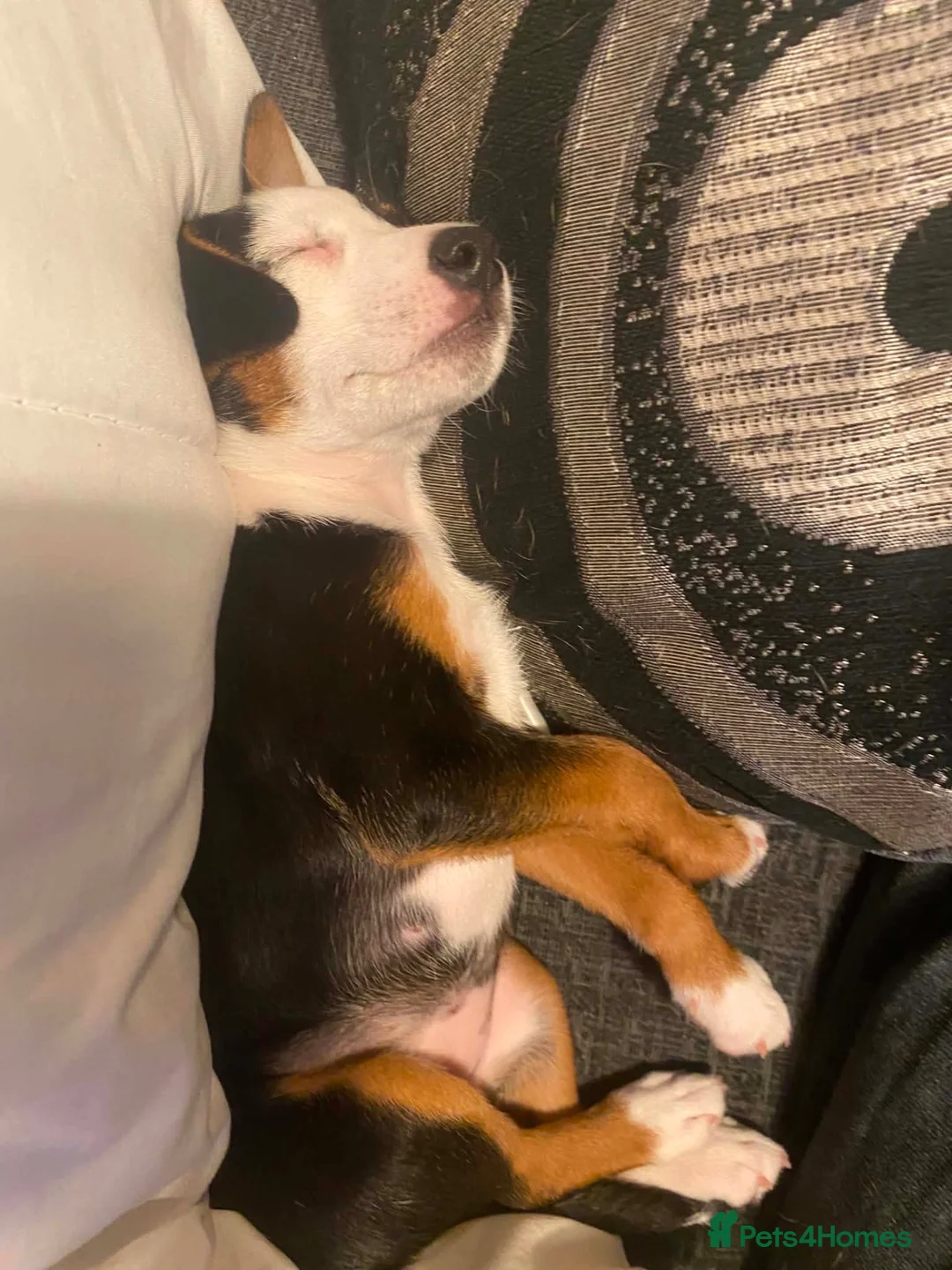 Mixed Breed dogs for sale: Dollie  - Advert 5