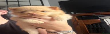 Ginger Girl