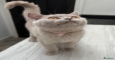 British Shorthair cats - Advert 14