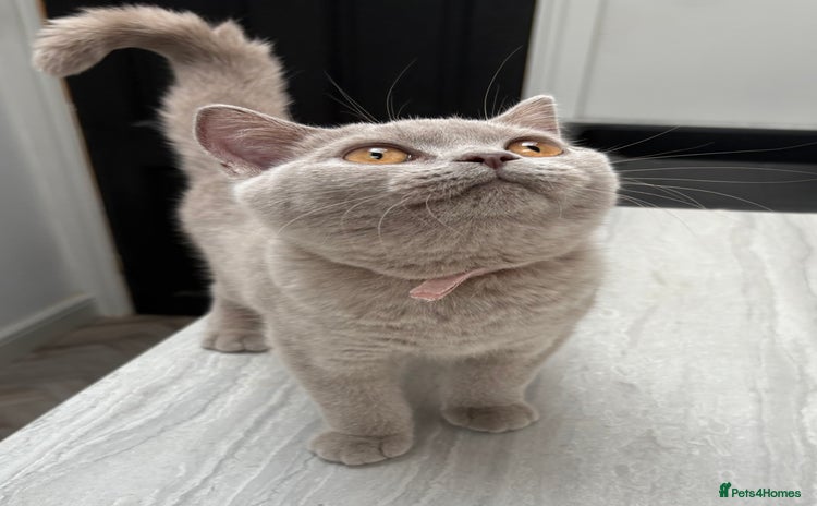 British Shorthair cats - Advert 1