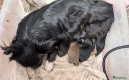 Chihuahua dogs for sale: 3 Adorable little princes chihuahua puppies - Image 36