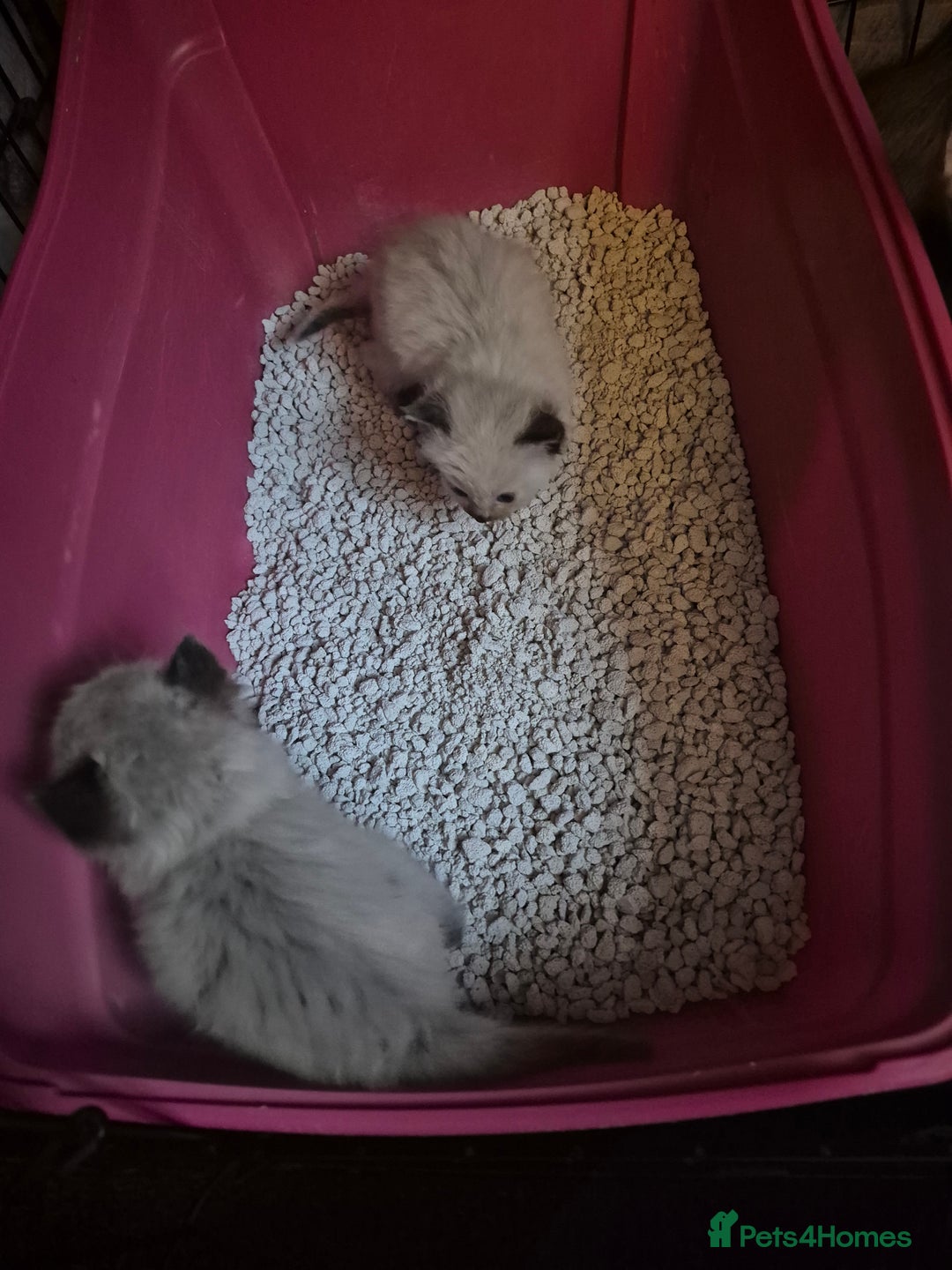 Ragdoll cats for sale: Seal point ragdoll kittens - Image 4