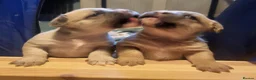 Mixed Breed dogs for sale: matlpooXFrenchie puppies - Advert 2
