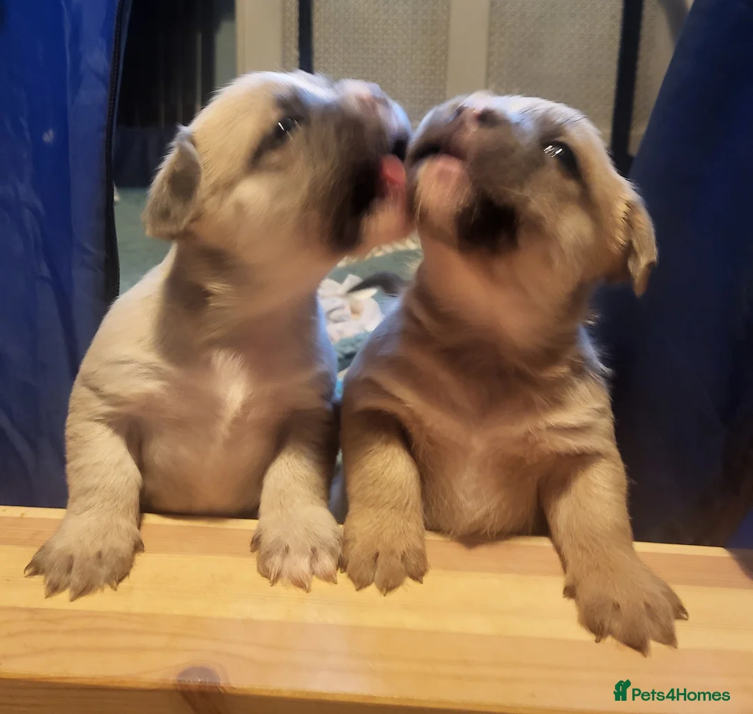 Mixed Breed dogs for sale: matlpooXFrenchie puppies - Advert 2