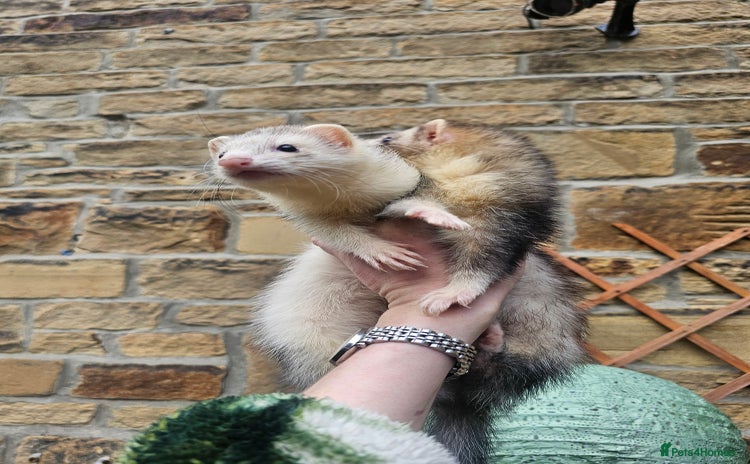 Ferret rodents - Advert 8
