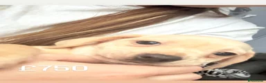 Chiweenie 1