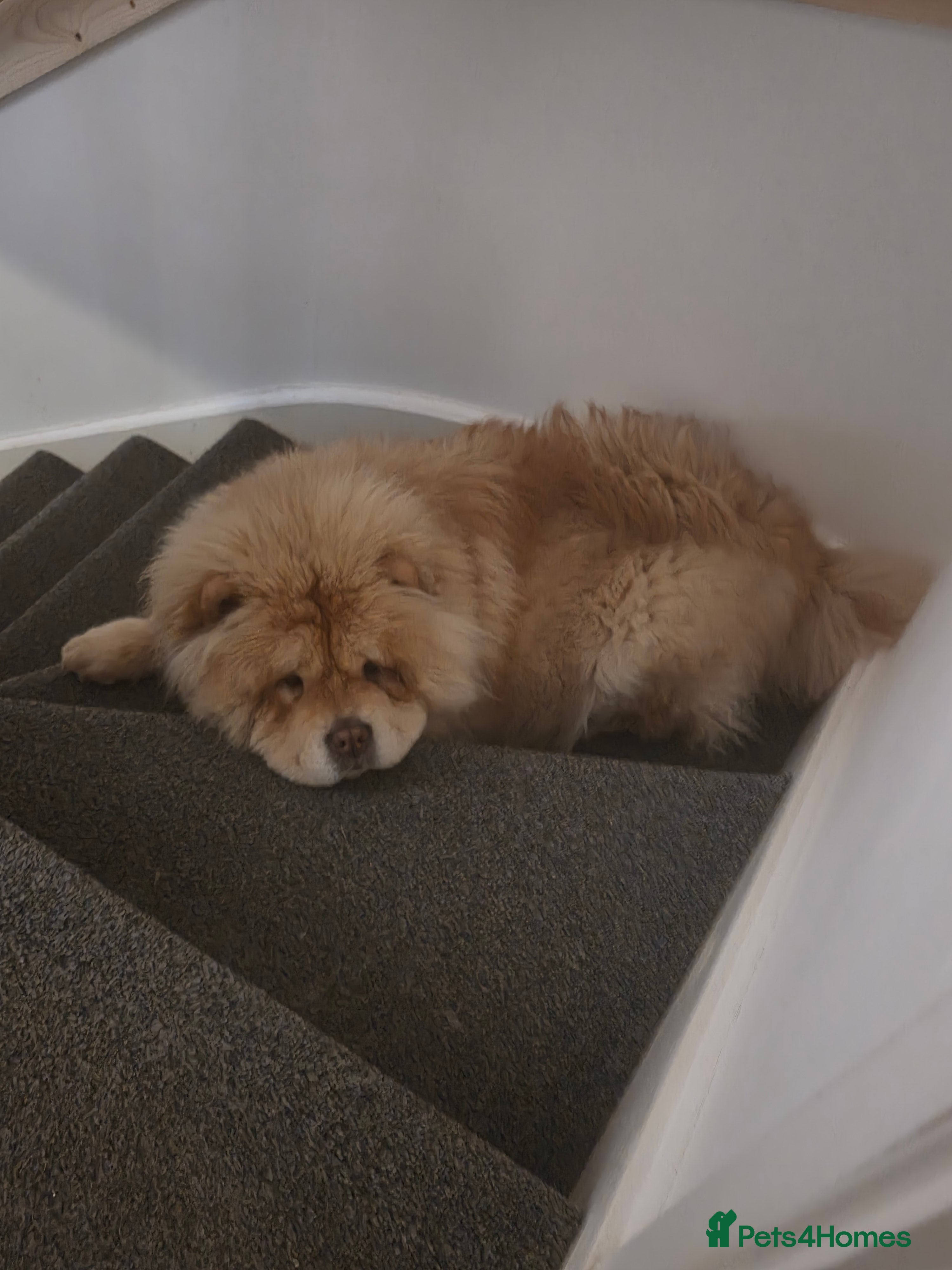 Chow Chow dogs Chow chow  - Advert 17