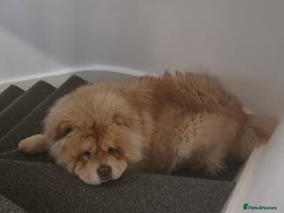 Chow Chow dogs Chow chow - Advert 7