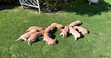Labrador Retriever dogs - Advert 10